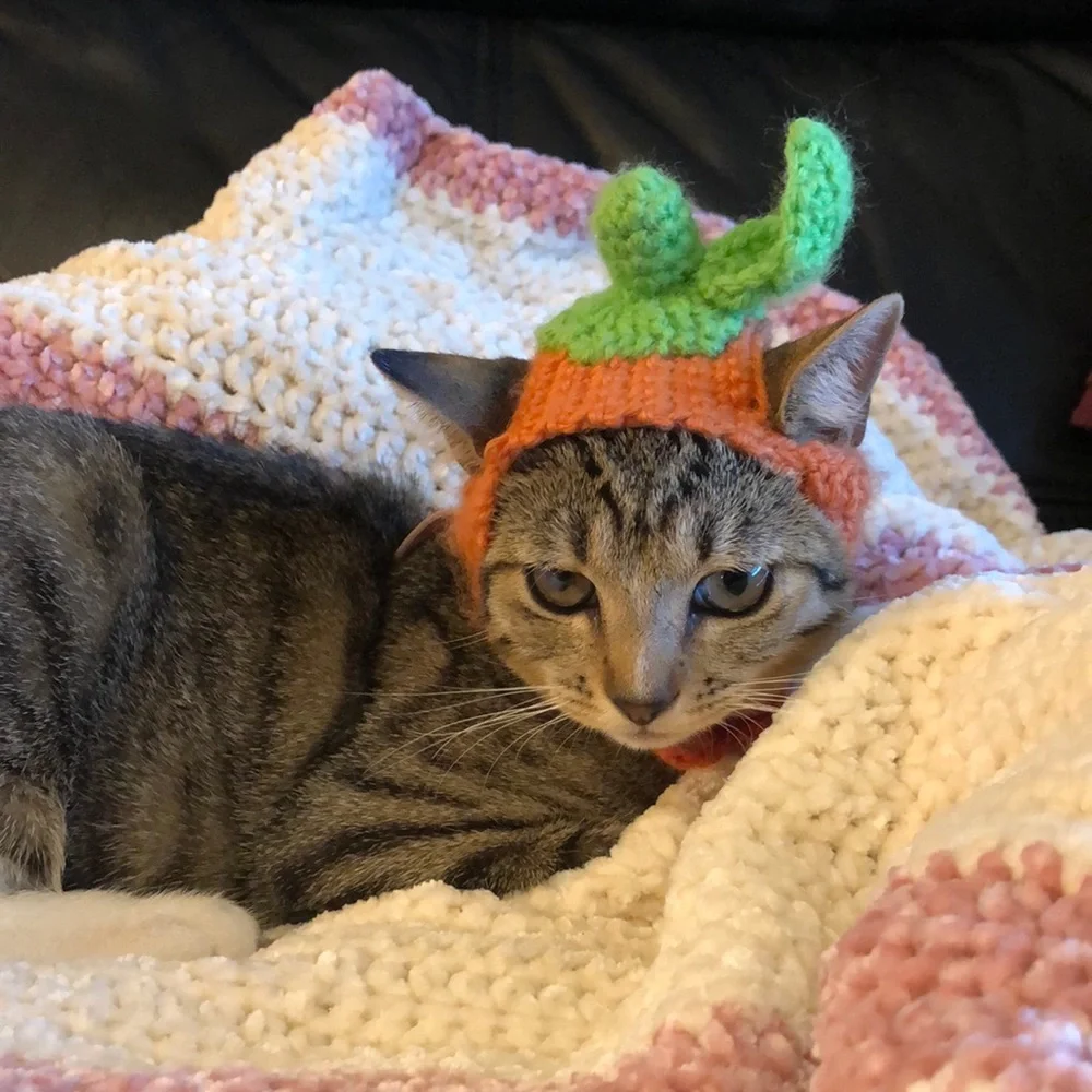 Cat or kitten pumpkin crochet hat one size handmade new 🐱😻😻😻